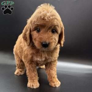 Zeus, Mini Goldendoodle Puppy